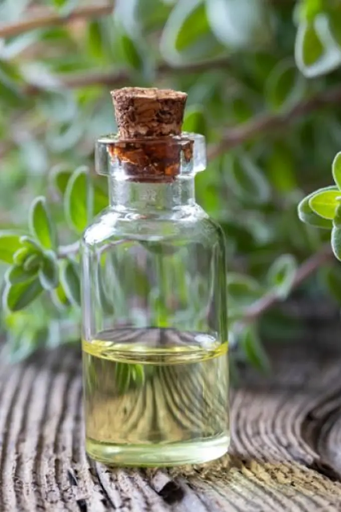 Cómo Usar el Aceite Esencial de Mejorana para la Tensión Muscular y el Dolor